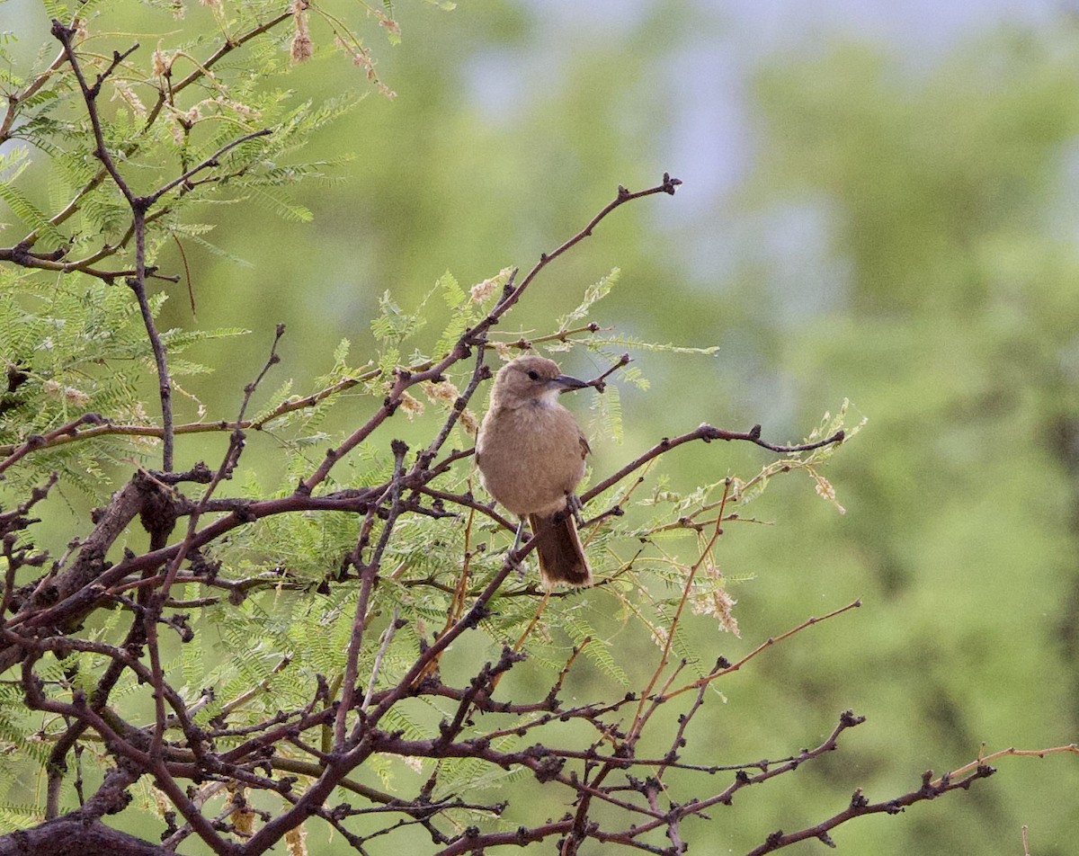 White-throated Cacholote - ML646142061