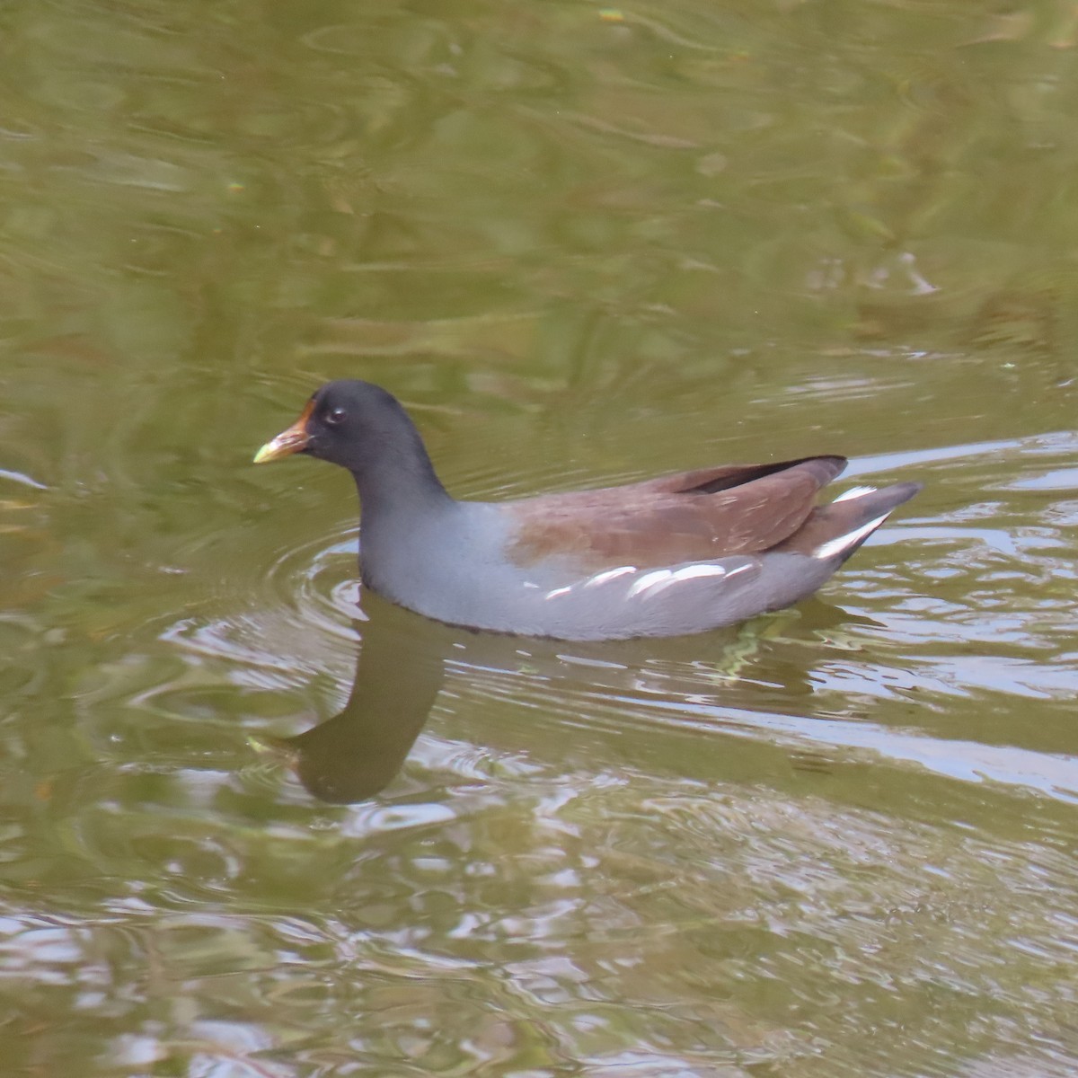 slípka americká - ML646142062