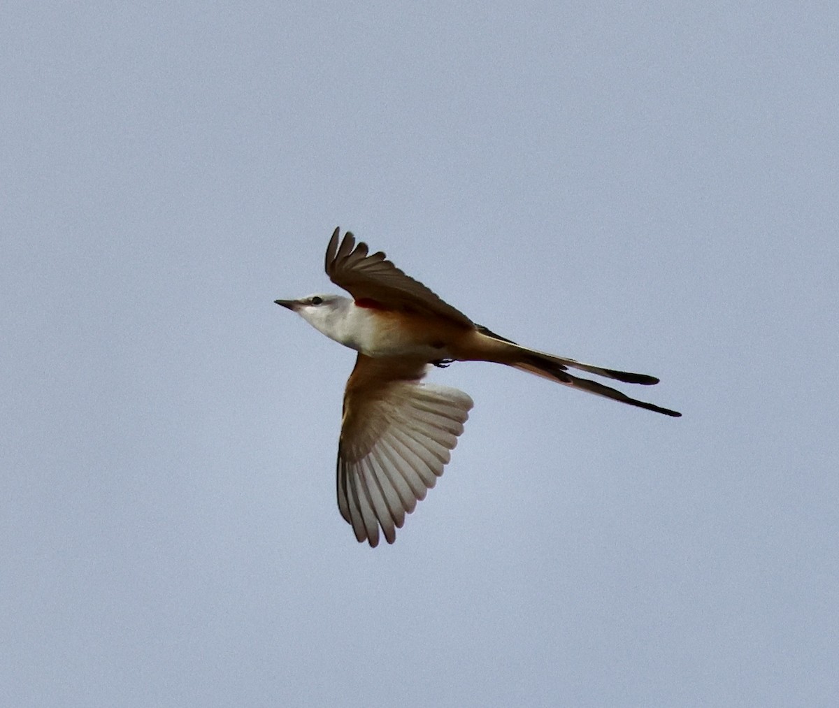 Scissor-tailed Flycatcher - ML646142063