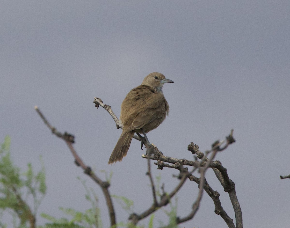 White-throated Cacholote - ML646142064