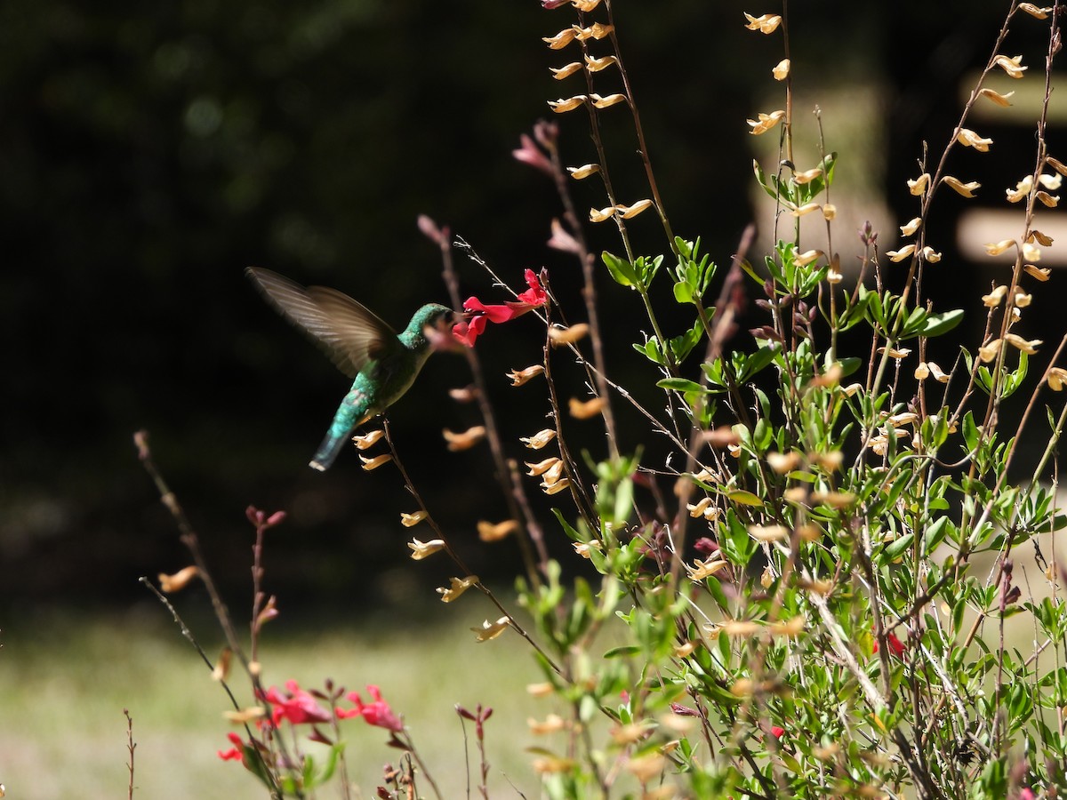 Esmeralda Ventridorada - ML646142065