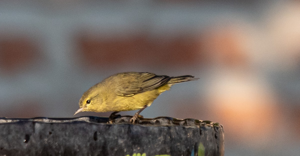 Reinita Coroninaranja - ML646142067