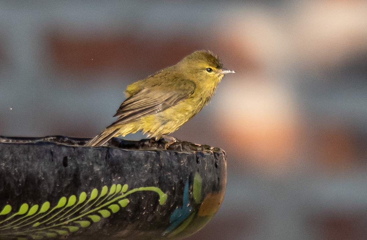 Reinita Coroninaranja - ML646142068