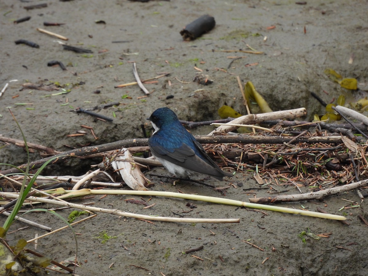 Golondrina Bicolor - ML646142069