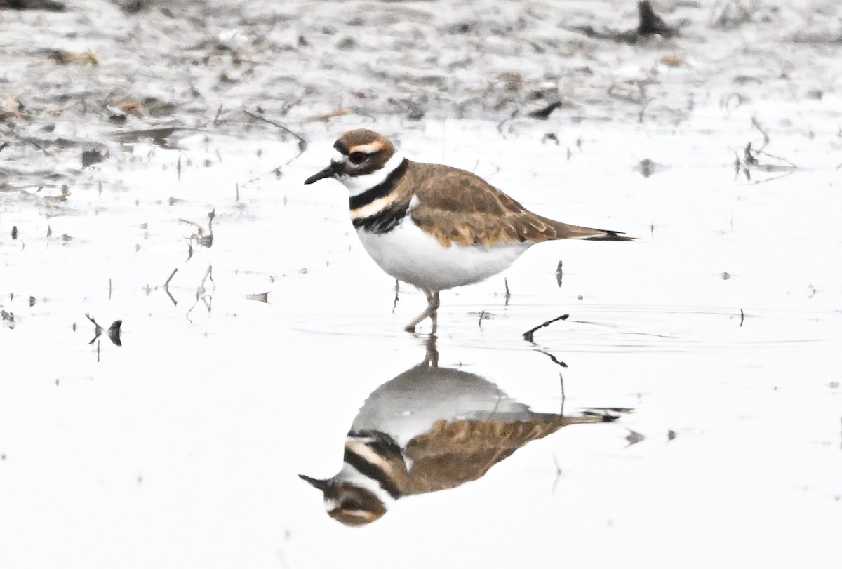 Chorlitejo Culirrojo - ML646142070