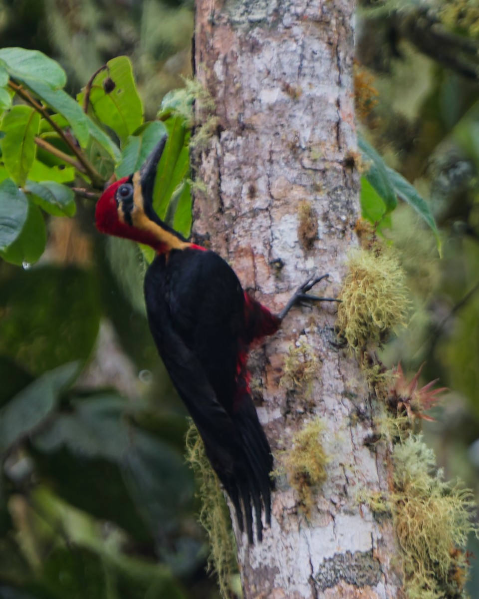 Picamaderos Ventrirrojo - ML646142072