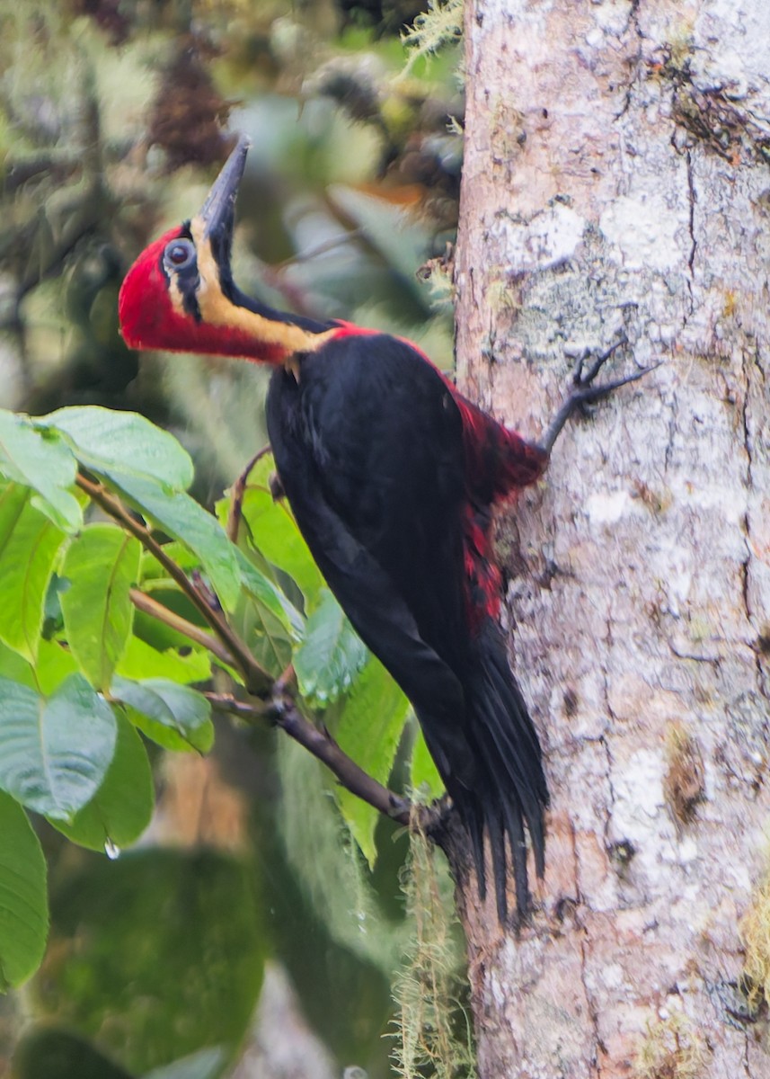 Picamaderos Ventrirrojo - ML646142073