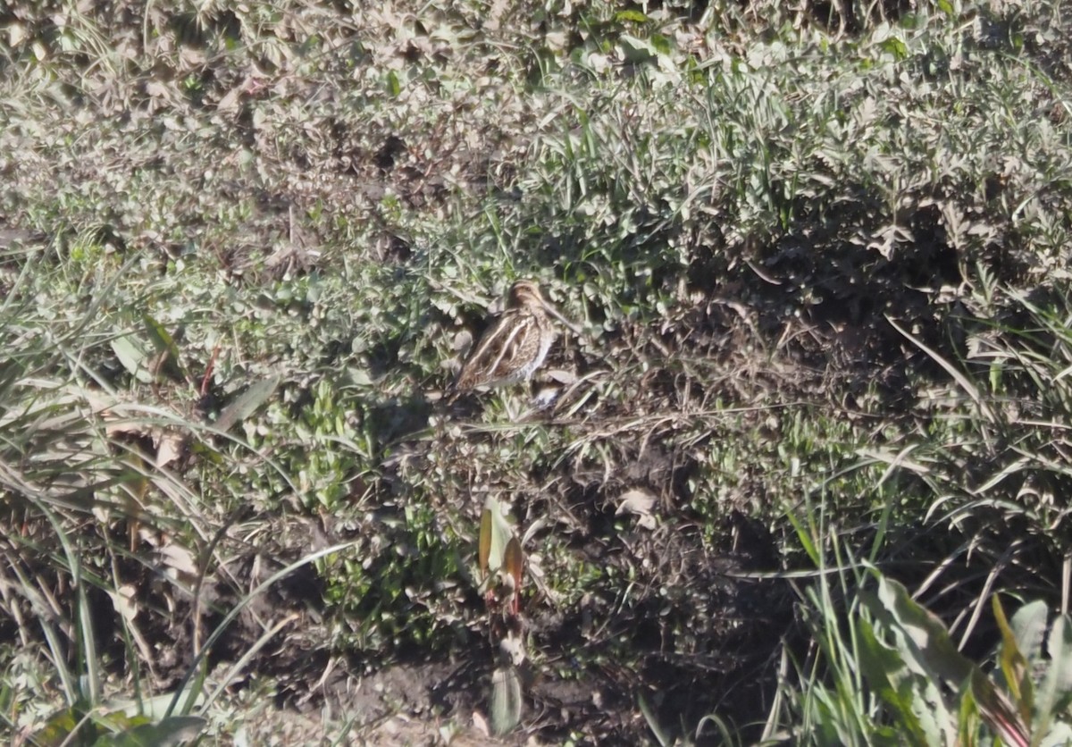 Agachadiza de Wilson - ML646142074