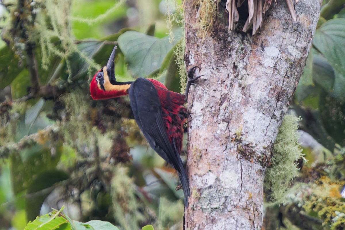 Picamaderos Ventrirrojo - ML646142075