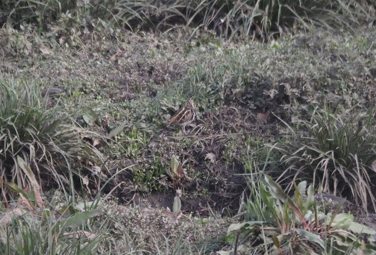 Agachadiza de Wilson - ML646142076