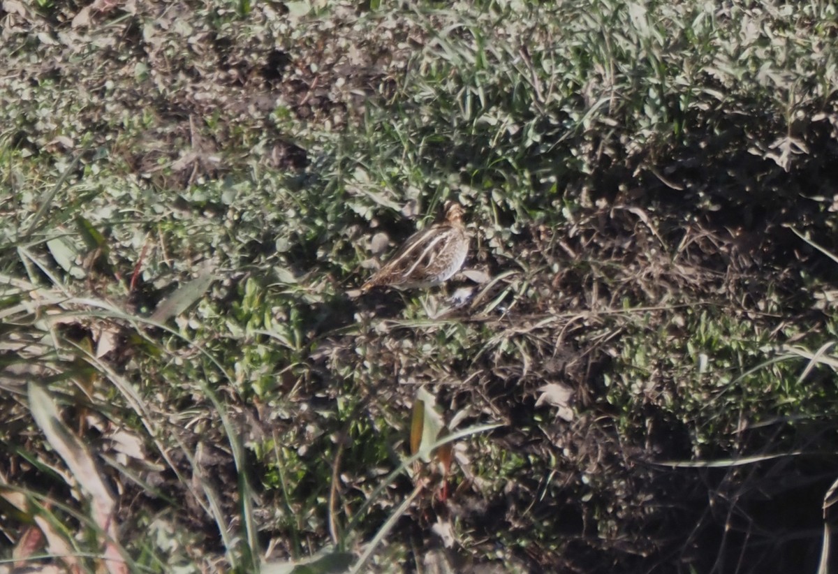 Agachadiza de Wilson - ML646142077