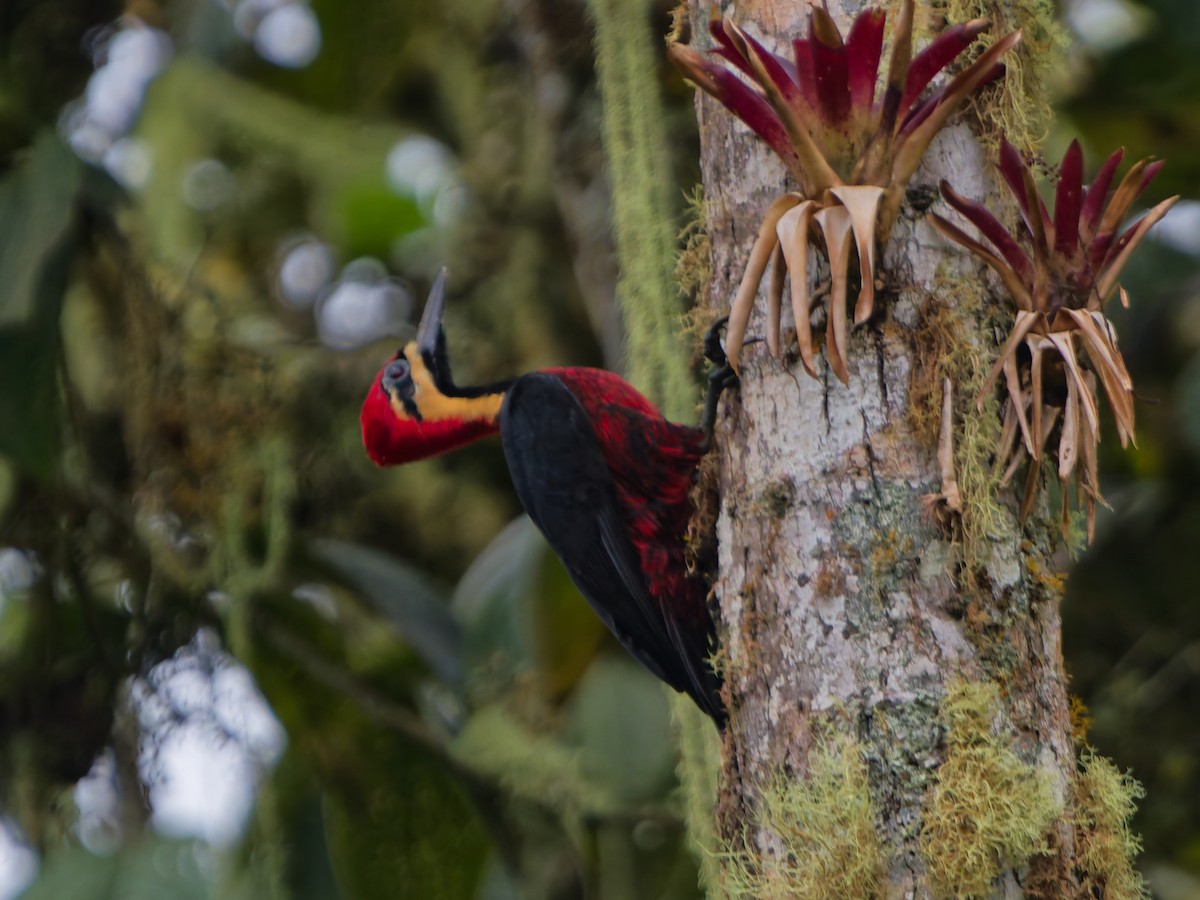 Picamaderos Ventrirrojo - ML646142078