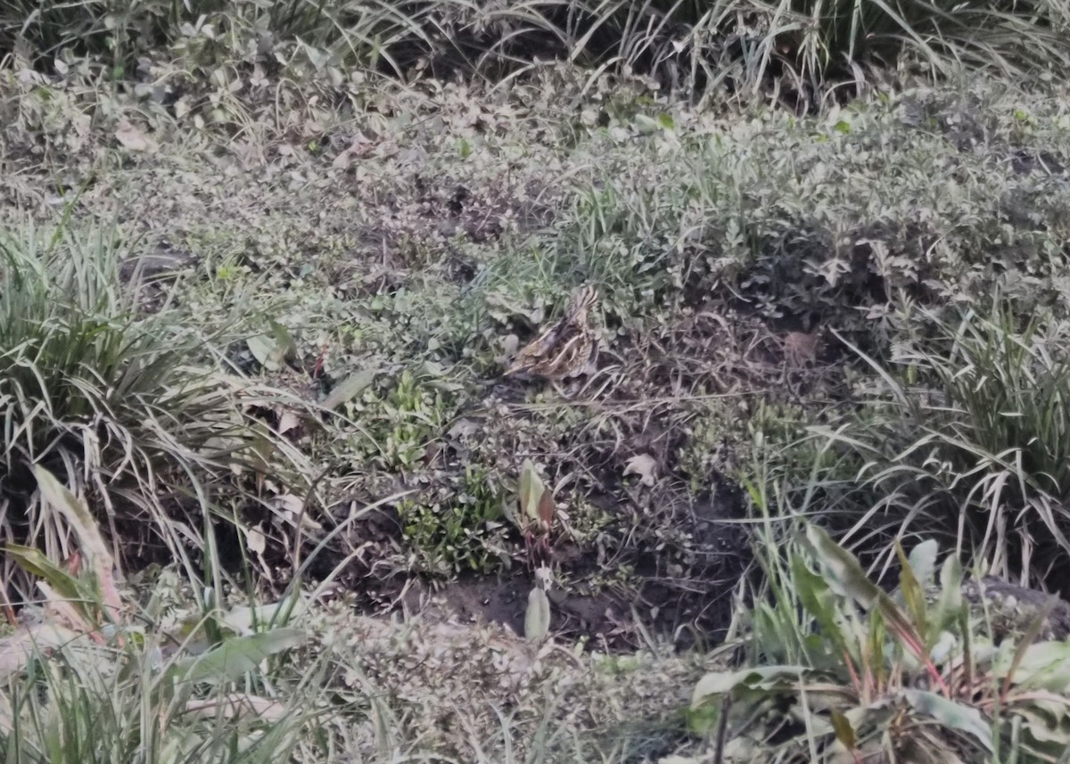 Agachadiza de Wilson - ML646142079