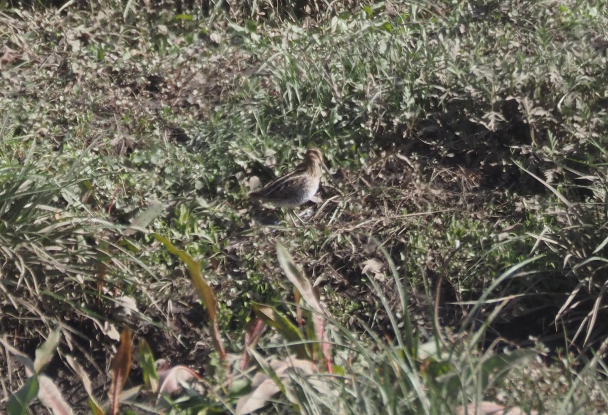 Agachadiza de Wilson - ML646142080