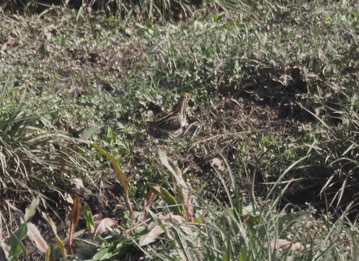 Agachadiza de Wilson - ML646142081