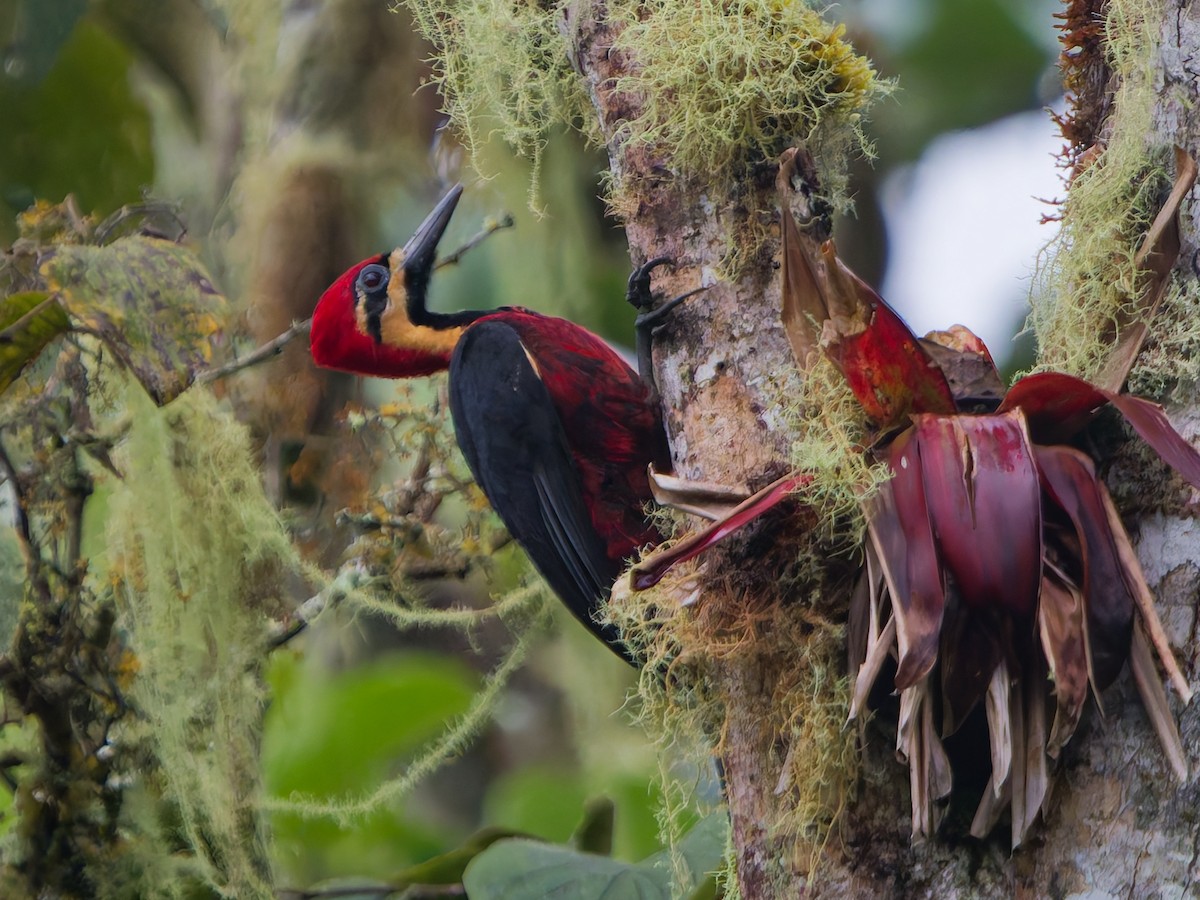 Picamaderos Ventrirrojo - ML646142082