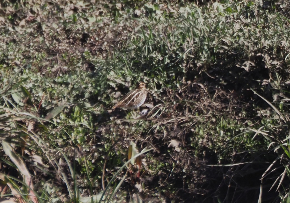 Agachadiza de Wilson - ML646142083