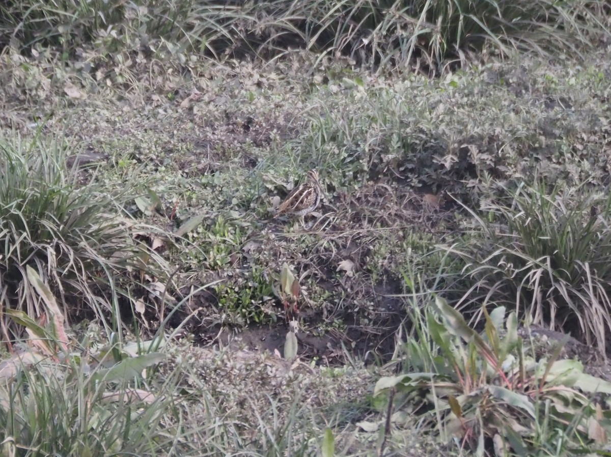 Agachadiza de Wilson - ML646142084