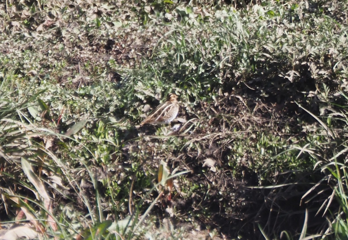 Agachadiza de Wilson - ML646142085