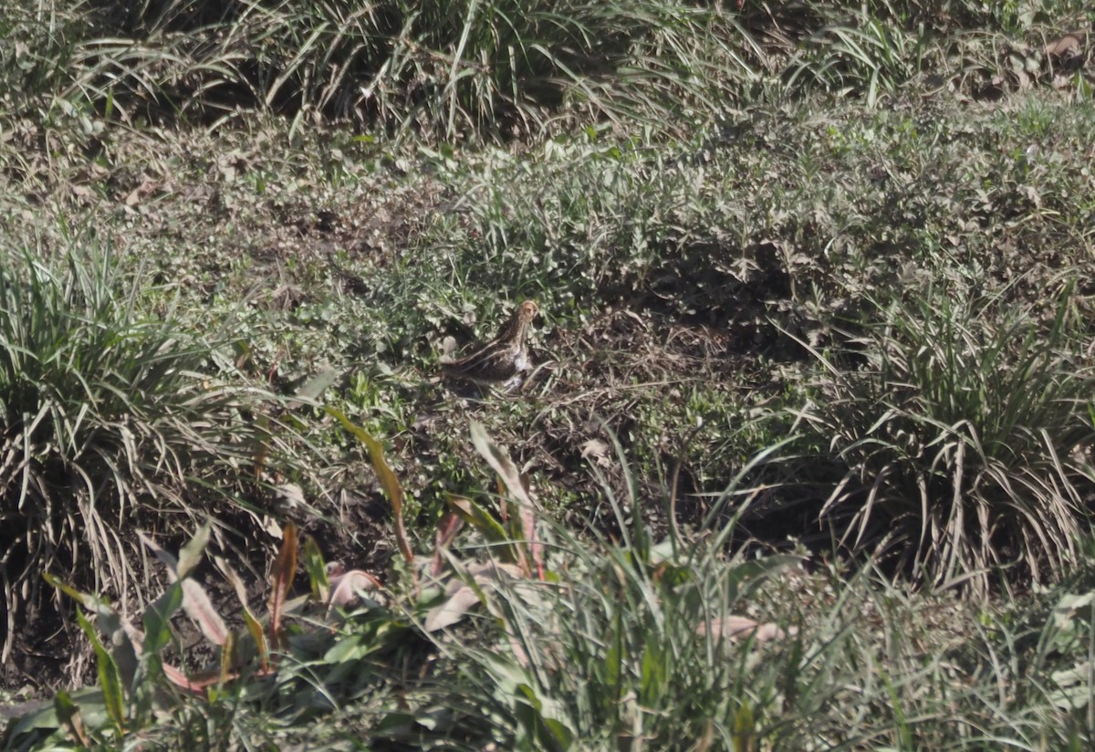 Agachadiza de Wilson - ML646142086