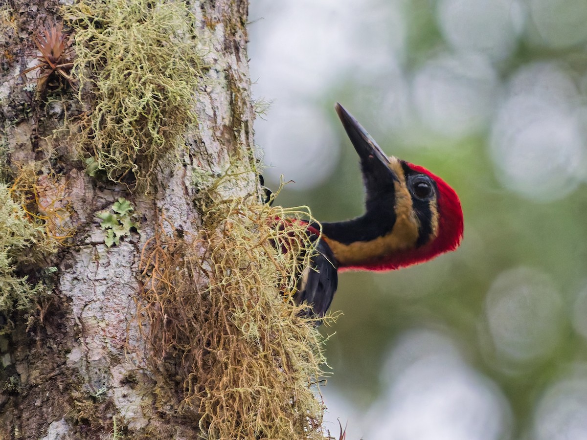 Picamaderos Ventrirrojo - ML646142087