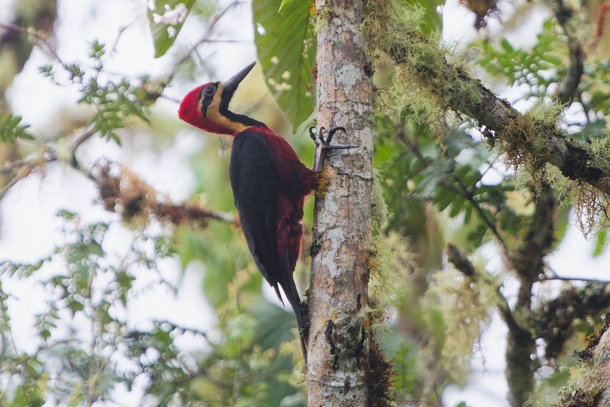 Picamaderos Ventrirrojo - ML646142088