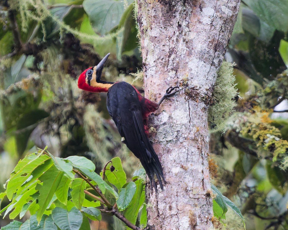 Дятел-кардинал вохристощокий - ML646142089