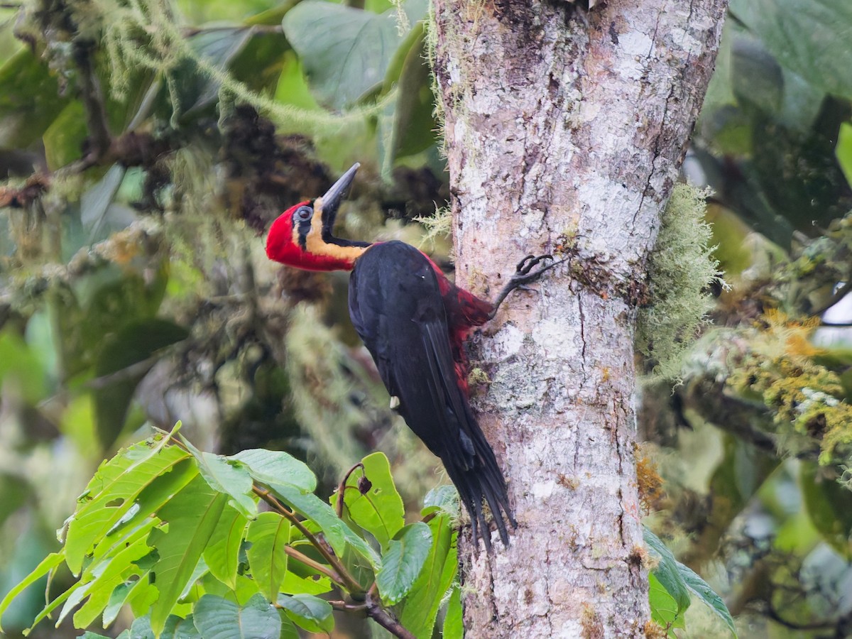 Дятел-кардинал вохристощокий - ML646142090