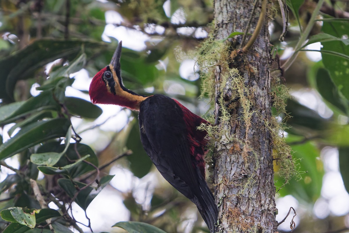 Дятел-кардинал вохристощокий - ML646142091