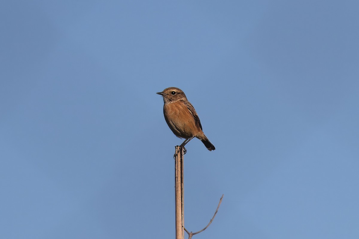 Tarabilla Europea - ML646142093