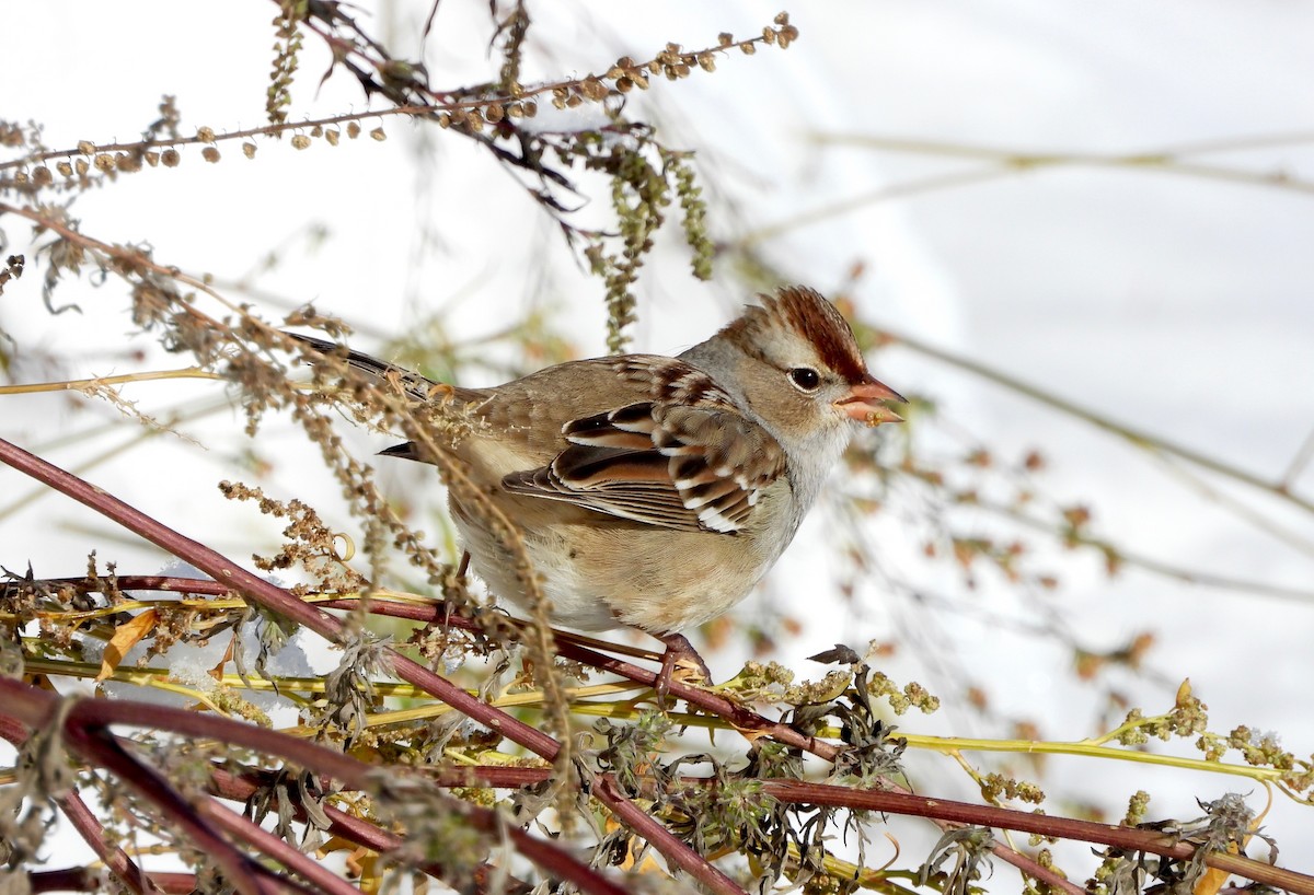 Chingolo Coroniblanco - ML646142095