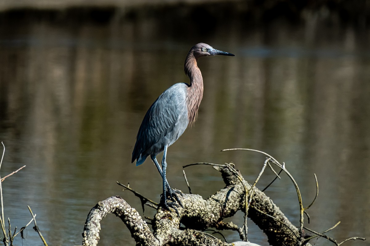 Garceta Rojiza - ML646142096