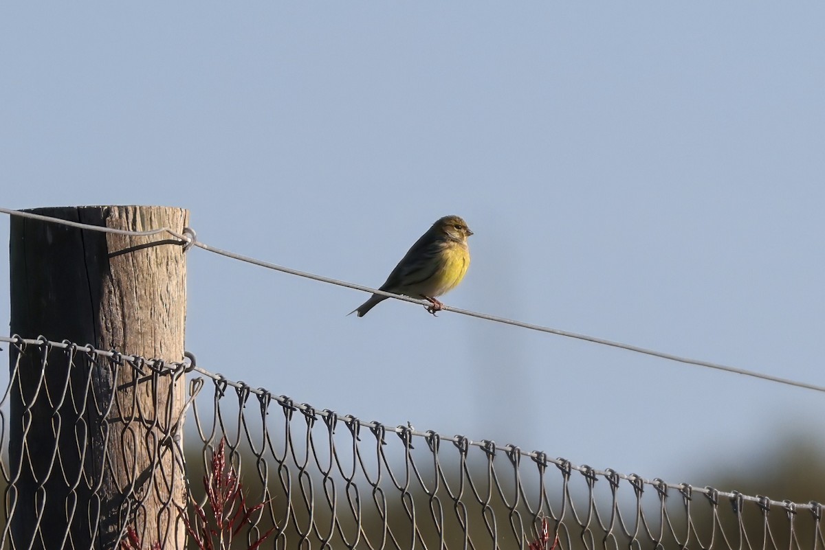 Serín Verdecillo - ML646142097