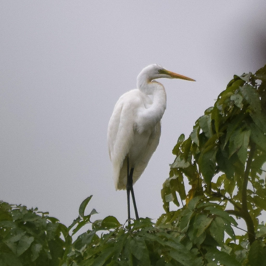 Garceta Grande - ML646142098