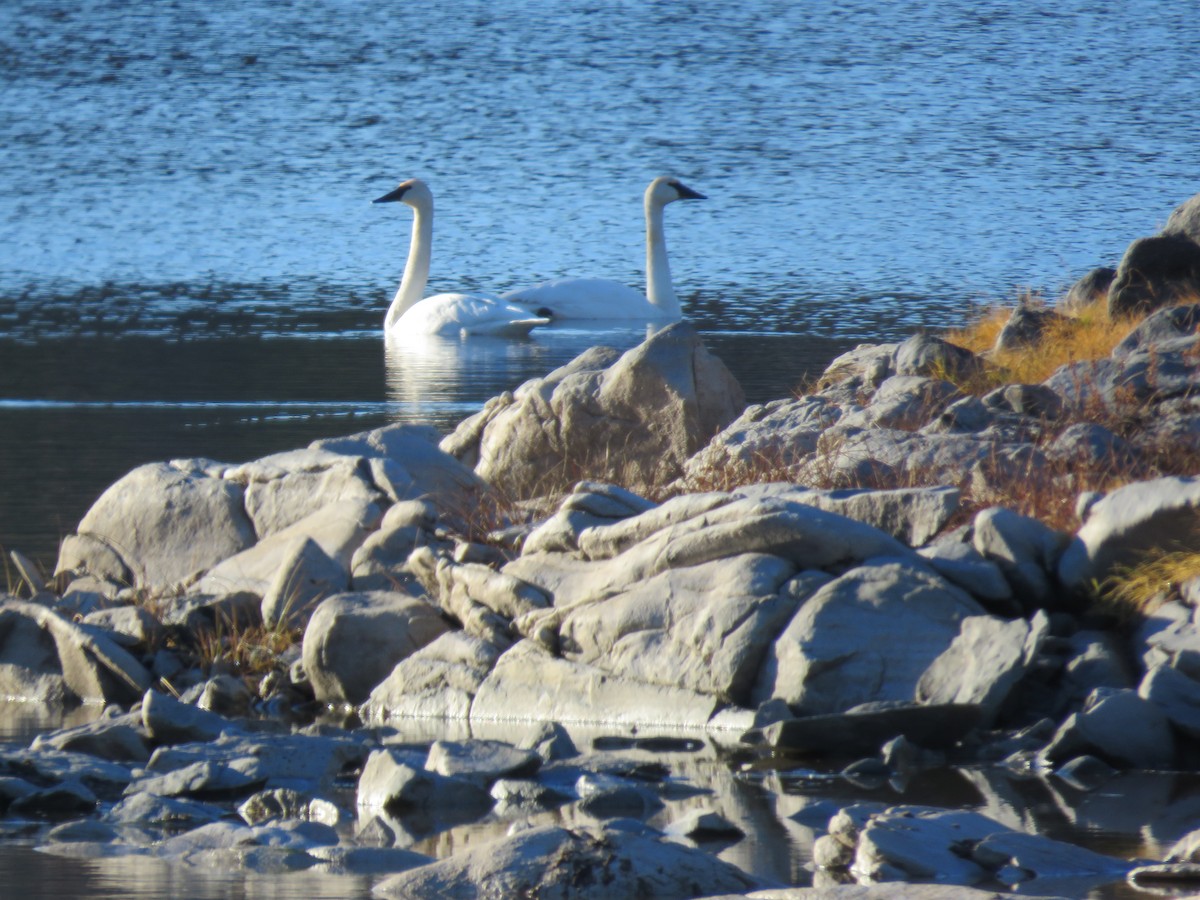 Trompeterschwan - ML646142099