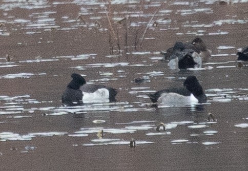 Tufted Duck x Lesser Scaup (hybrid) - ML646142100