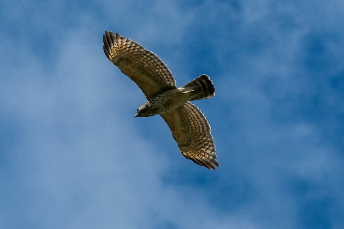 Busardo Pechirrojo - ML646142101