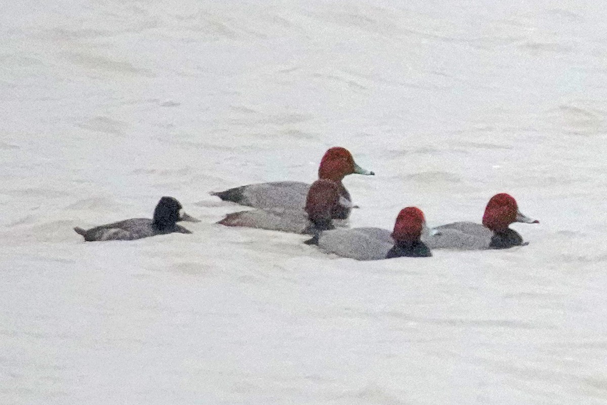 Rotkopfente - ML646142102