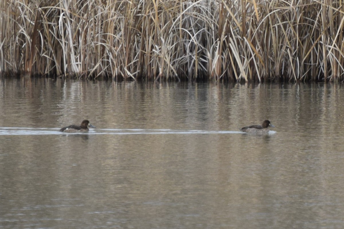 Porrón Bola - ML646142104