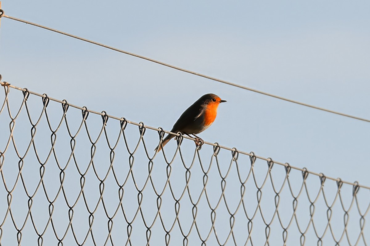 European Robin - ML646142106