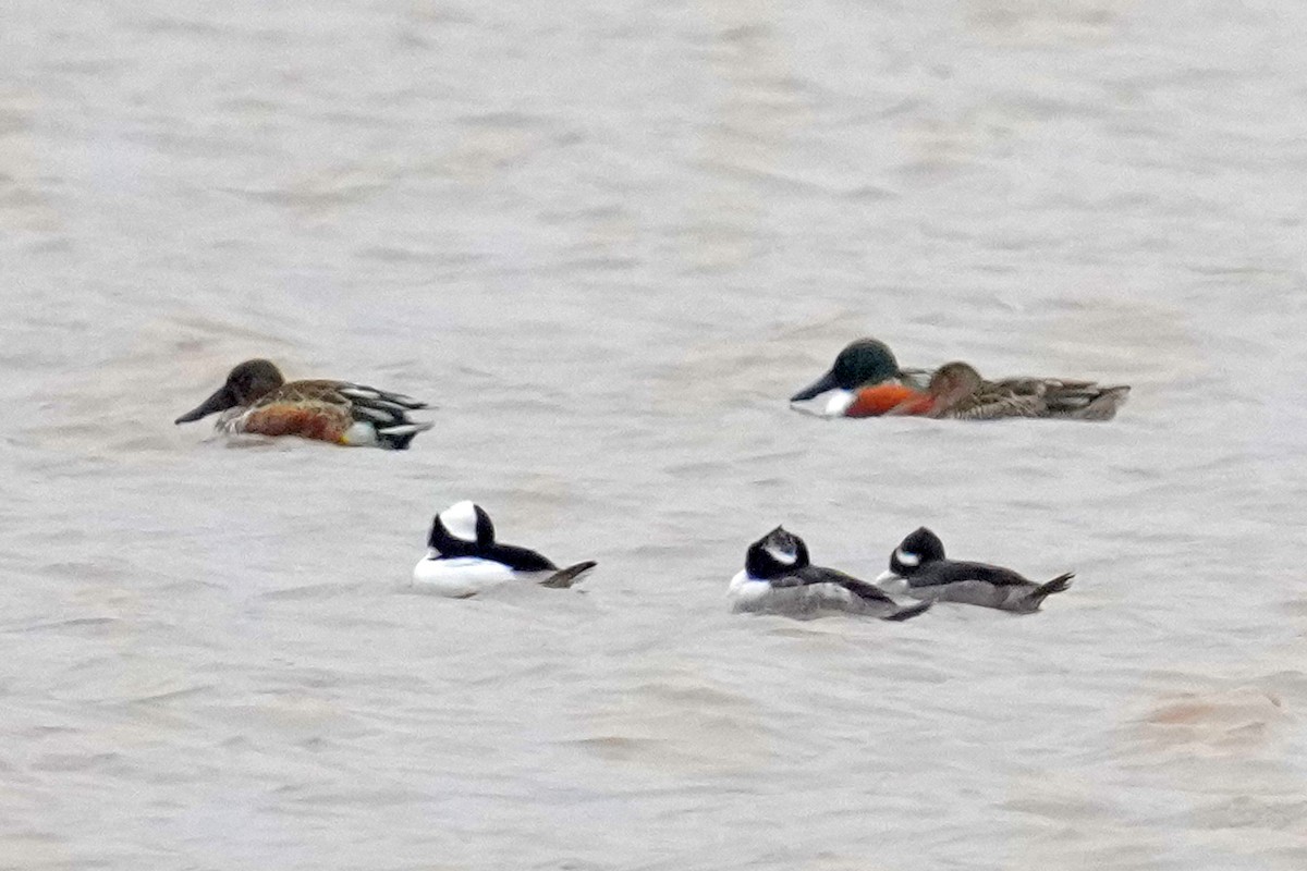 Büffelkopfente - ML646142111