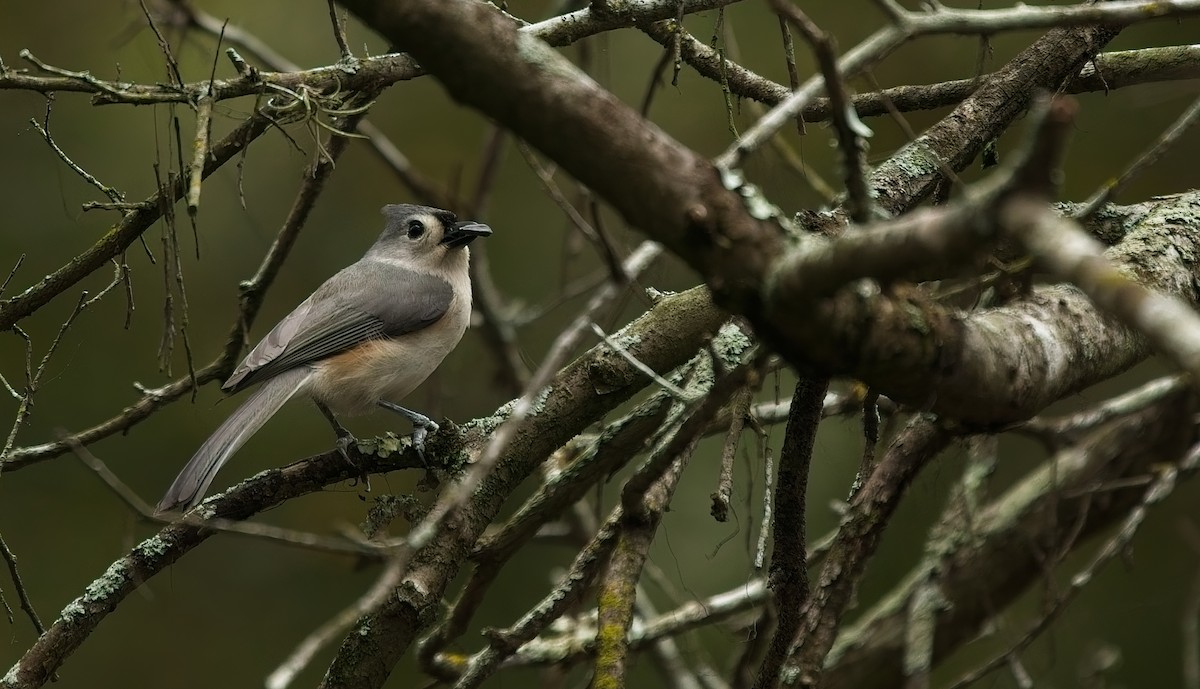 Американская гренадерка - ML646142114