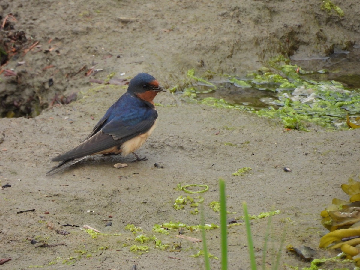 Ластівка сільська - ML646142130