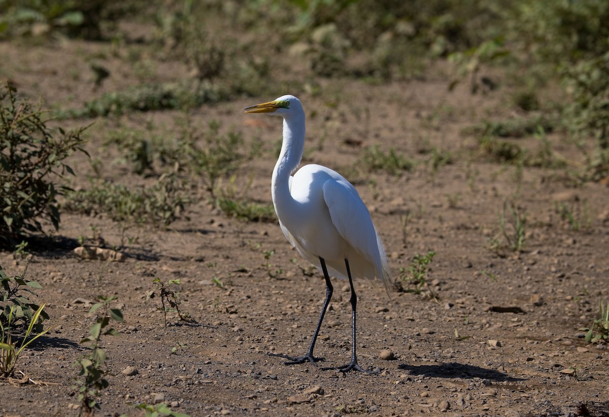 volavka bílá - ML646142133