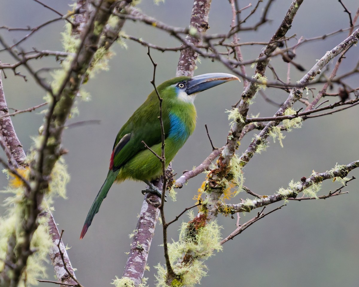 Blue-banded Toucanet - ML646142148