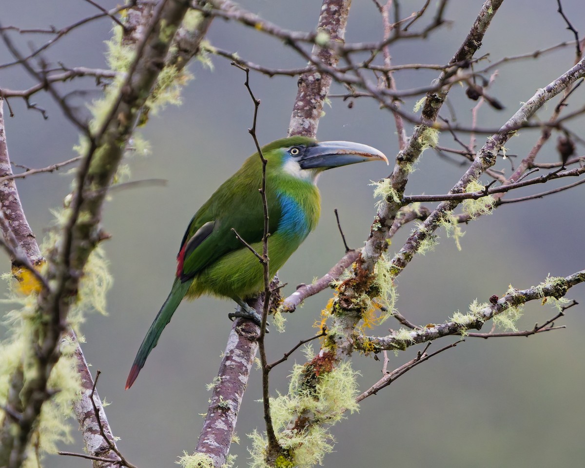Blue-banded Toucanet - ML646142149