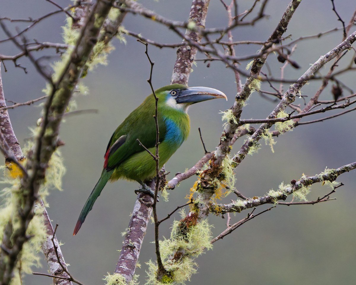 Blue-banded Toucanet - ML646142150