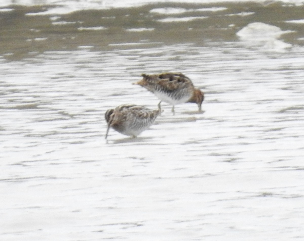 Wilson's Snipe - ML646142152