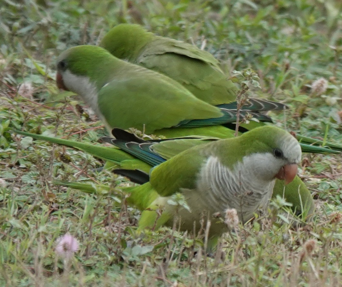 Mönchssittich - ML646142153