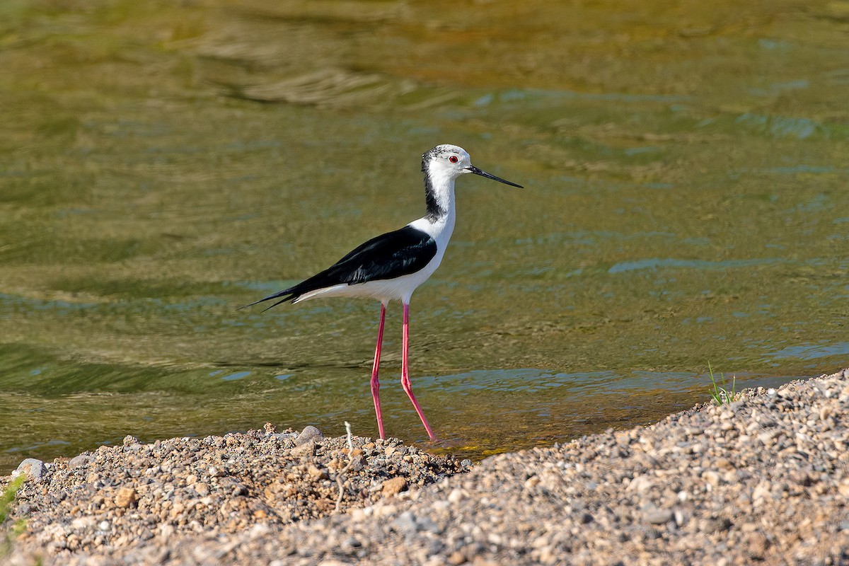 Black-winged Stilt - ML646142158